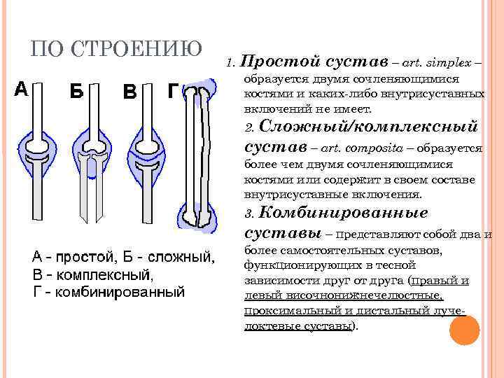 ПО СТРОЕНИЮ 1. Простой сустав – art. simplex – образуется двумя сочленяющимися костями и