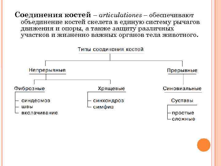 Соединения костей – articulationes – обеспечивают объединение костей скелета в единую систему рычагов движения