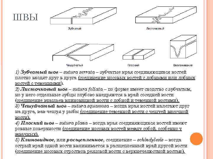 ШВЫ 1) Зубчатый шов – sutura serrata – зубчатые края соединяющихся костей плотно входят