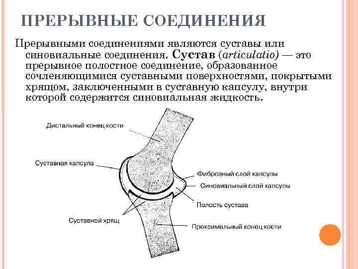 ПРЕРЫВНЫЕ СОЕДИНЕНИЯ Прерывными соединениями являются суставы или синовиальные соединения. Сустав (articulatio) — это прерывное