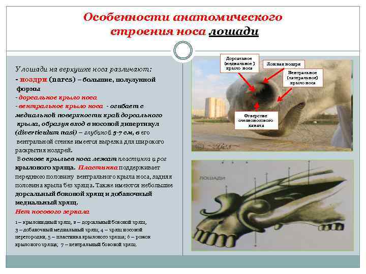 Особенности анатомического строения носа лошади У лошади на верхушке носа различают: ноздри (nares) –