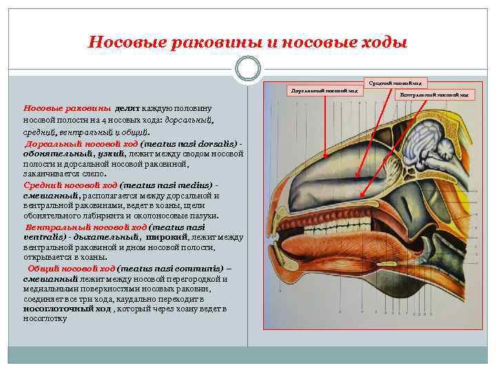 Носовые раковины и носовые ходы Средний нсовой ход Дорсальный носовой ход Носовые раковины делят