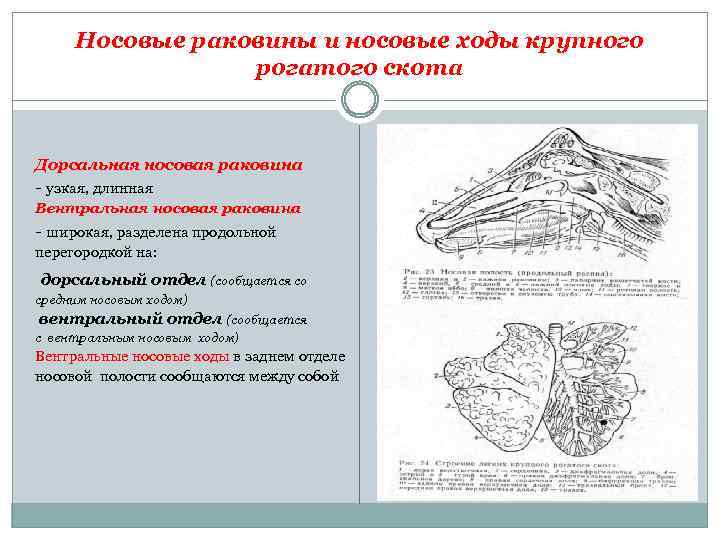 Носовые раковины и носовые ходы крупного рогатого скота Дорсальная носовая раковина узкая, длинная Вентральная