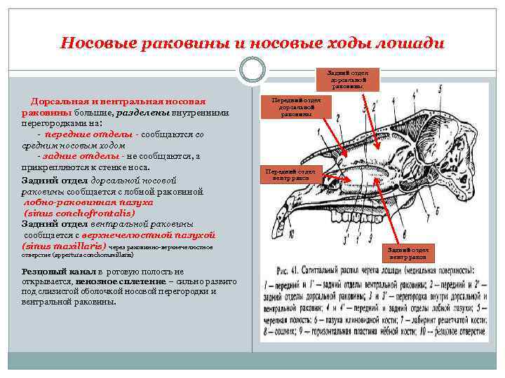 Носовые раковины и носовые ходы лошади Задний отдел дорсальной раковины Дорсальная и вентральная носовая