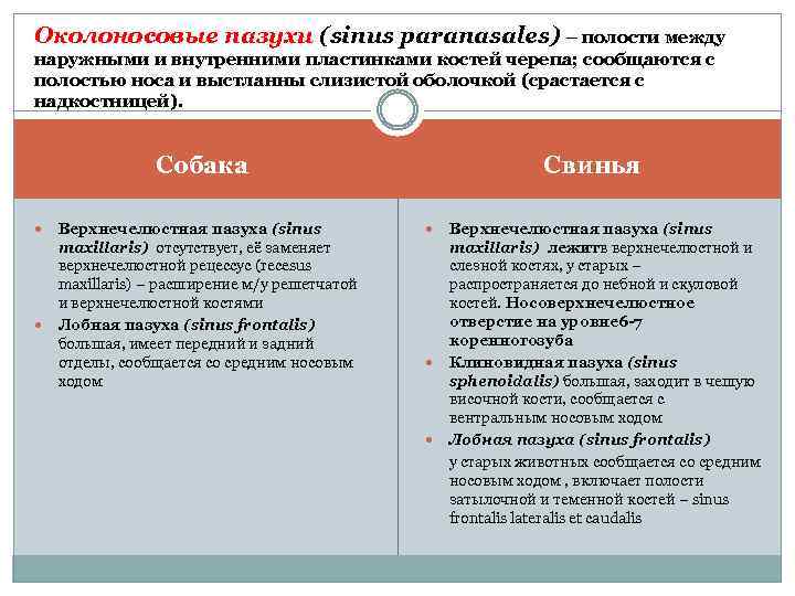 Околоносовые пазухи (sinus paranasales) – полости между наружными и внутренними пластинками костей черепа; сообщаются