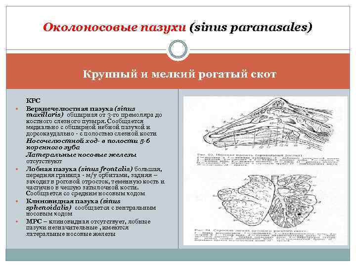 Околоносовые пазухи (sinus paranasales) Крупный и мелкий рогатый скот КРС Верхнечелюстная пазуха (sinus maxillaris)