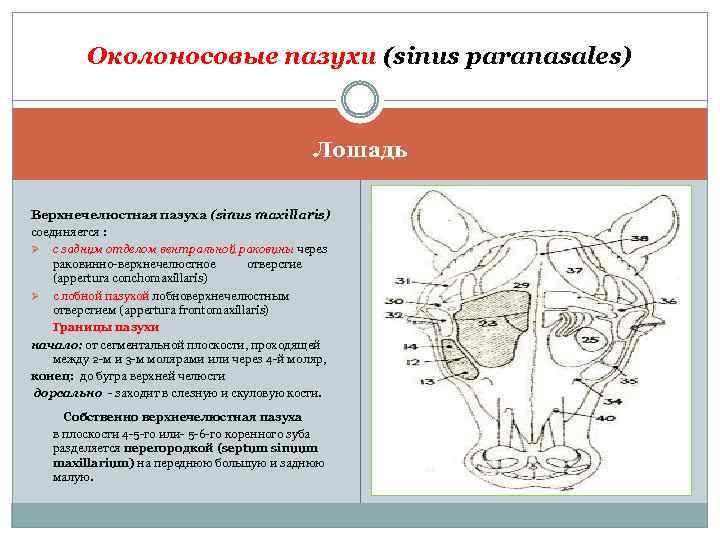 Околоносовые пазухи (sinus paranasales) Лошадь Верхнечелюстная пазуха (sinus maxillaris) соединяется : Ø с задним