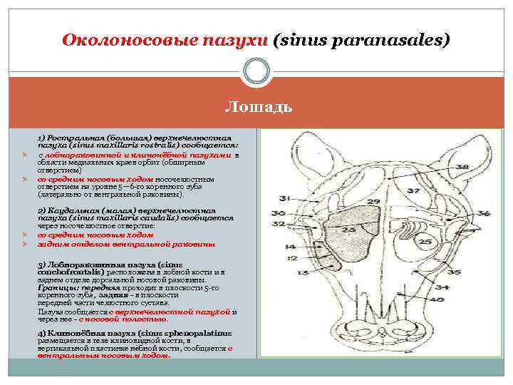 Околоносовые пазухи (sinus paranasales) Лошадь Ø Ø 1) Ростральная (большая) верхнечелюстная пазуха (sinus maxillaris