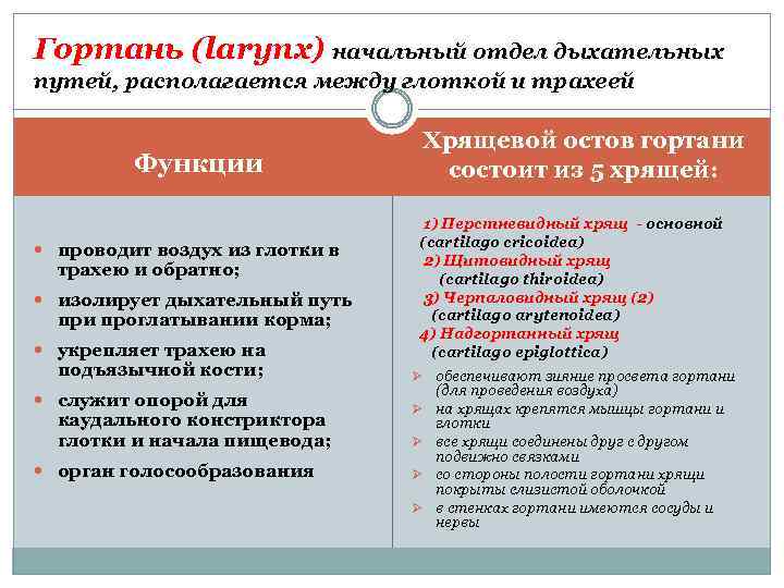 Гортань (larynx) начальный отдел дыхательных путей, располагается между глоткой и трахеей Функции проводит воздух