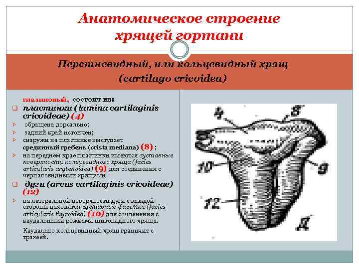 Анатомическое строение хрящей гортани Перстневидный, или кольцевидный хрящ (cartilago cricoidea) гиалиновый, состоит из: q