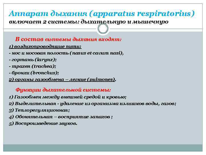 Аппарат дыхания (apparatus respiratorius) включает 2 системы: дыхательную и мышечную В состав системы дыхания