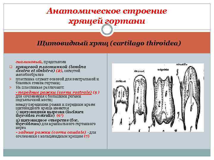 Анатомическое строение хрящей гортани Щитовидный хрящ (cartilago thiroidea) гиалиновый, представлен q хрящевой пластинкой (lamina