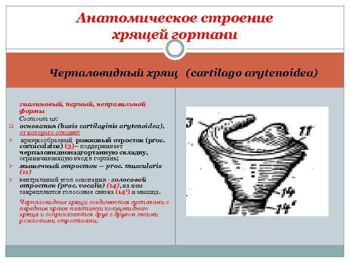 Анатомическое строение хрящей гортани Черпаловидный хрящ (cartilago arytenoidea) q Ø Ø Ø гиалиновый, парный,