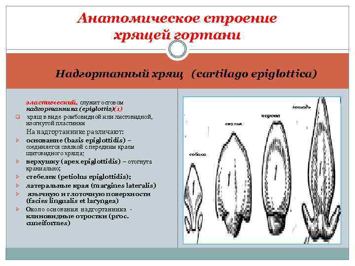 Анатомическое строение хрящей гортани Надгортанный хрящ (cartilago epiglottica) эластический, служит остовом q лошадь надгортанника