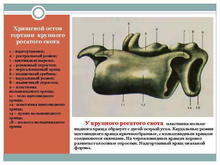 Хрящевой остов гортани крупного рогатого скота 1 – надгортанник; 2 – ростральный рожок; 3