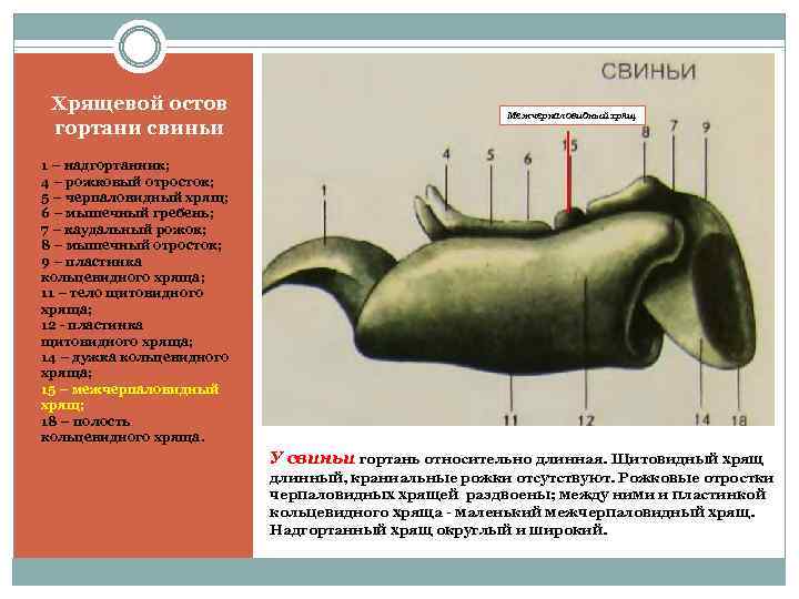 Хрящевой остов гортани свиньи Межчерпаловидный хрящ 1 – надгортанник; 4 – рожковый отросток; 5