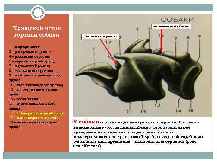 Хрящевой остов гортани собаки 1 – надгортанник 2 – ростральный рожок 4 – рожковый