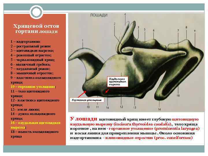 Хрящевой остов гортани лошади 1 – надгортанник 2 – ростральный рожок 3 – щитовидная