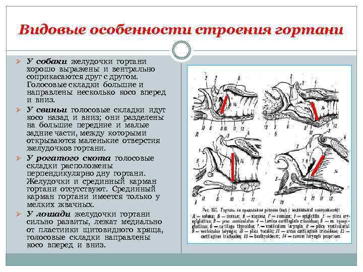 Видовые особенности строения гортани Ø У собаки желудочки гортани хорошо выражены и вентрально соприкасаются