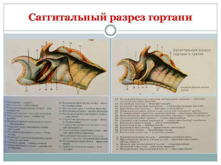 Саггитальный разрез гортани 