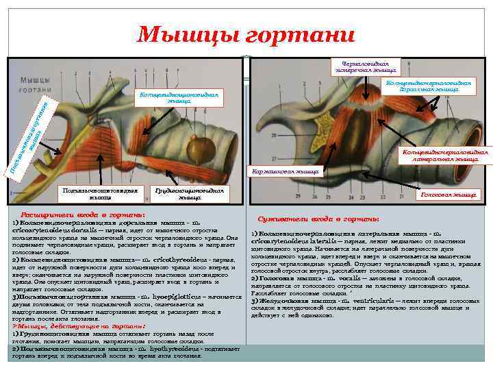 Мышцы гортани Черпаловидная поперечная мышца Кольцевидночерпаловидная дорсальная мышца ыч но мы над шц гор