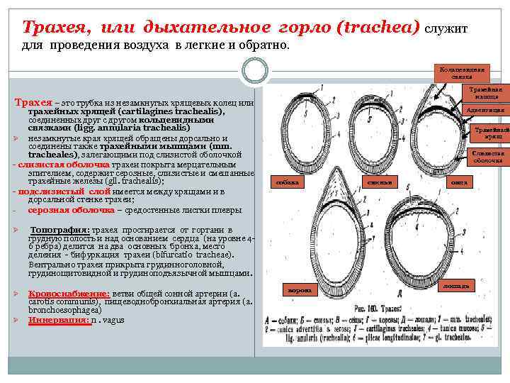 Трахея, или дыхательное горло (trachea) служит для проведения воздуха в легкие и обратно. Кольцевидная