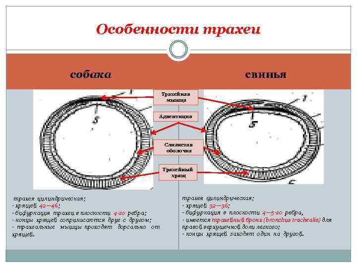 Особенности трахеи свинья собака Трахейная мышца Адвентиция Слизистая оболочка Трахейный хрящ трахея цилиндрическая; -