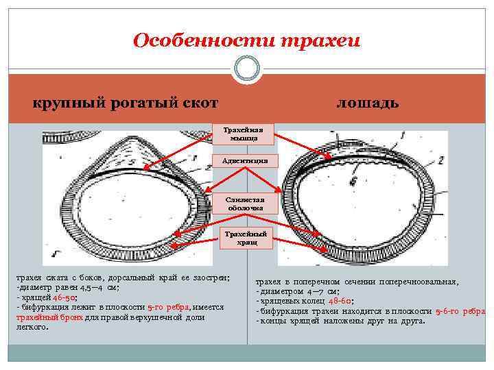 Особенности трахеи лошадь крупный рогатый скот Трахейная мышца Адвентиция Слизистая оболочка Трахейный хрящ трахея