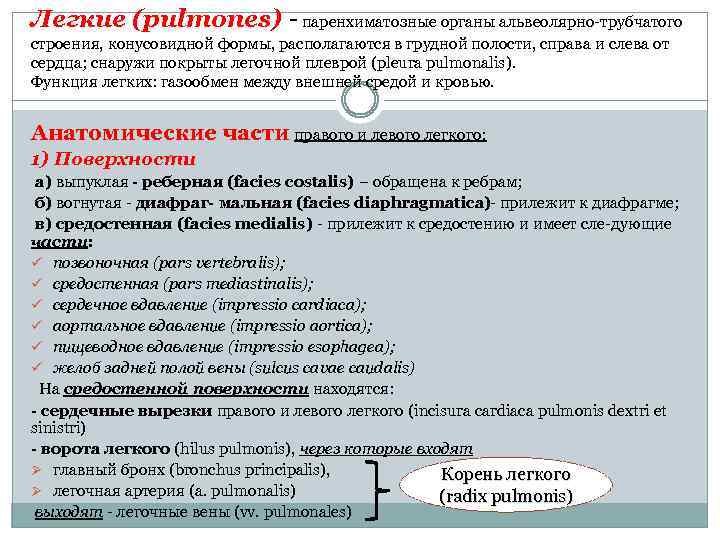 Легкие (pulmones) паренхиматозные органы альвеолярно трубчатого строения, конусовидной формы, располагаются в грудной полости, справа