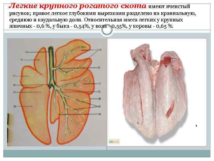 Легкие крупного рогатого скота имеют ячеистый рисунок; правое легкое глубокими вырезками разделено на краниальную,