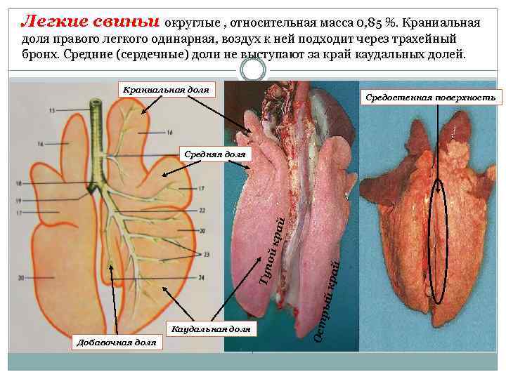 Легкие свиньи округлые , относительная масса 0, 85 %. Краниальная доля правого легкого одинарная,