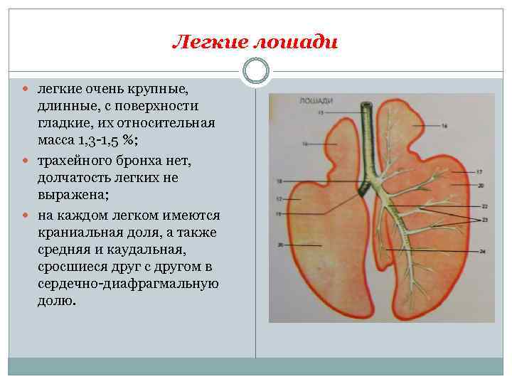 Легкие лошади легкие очень крупные, длинные, с поверхности гладкие, их относительная масса 1, 3