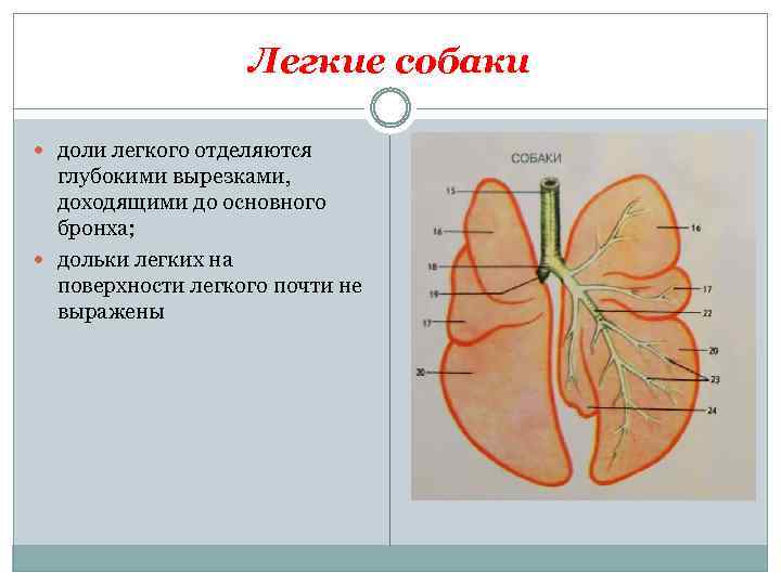 Легкие собаки доли легкого отделяются глубокими вырезками, доходящими до основного бронха; дольки легких на