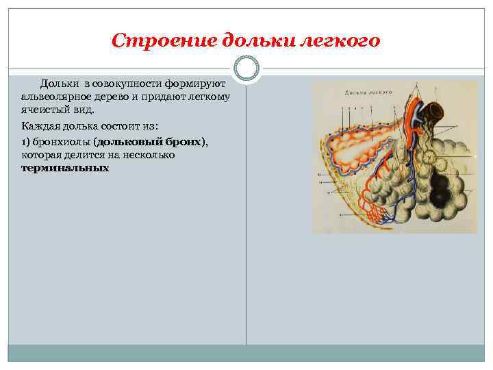 Строение дольки легкого Дольки в совокупности формируют альвеолярное дерево и придают легкому ячеистый вид.