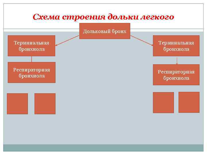 Схема строения дольки легкого Дольковый бронх Терминальная бронхиола Респираторная бронхиола 