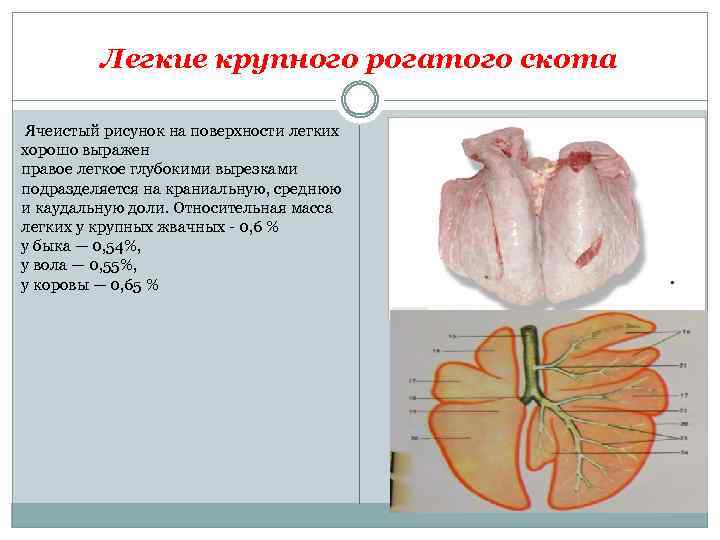 Легкие крупного рогатого скота Ячеистый рисунок на поверхности легких хорошо выражен правое легкое глубокими
