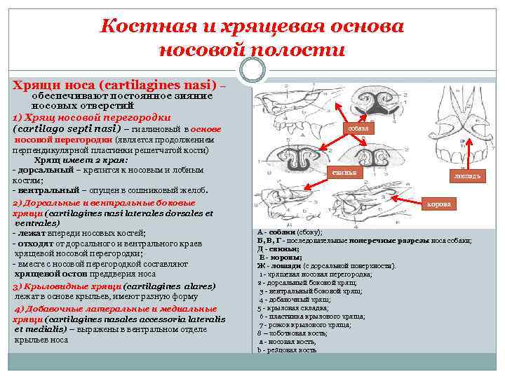 Костная и хрящевая основа носовой полости Хрящи носа (cartilagines nasi) – обеспечивают постоянное зияние