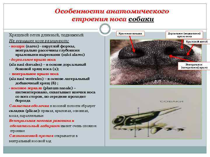 Особенности анатомического строения носа собаки Хрящевой остов длинный, подвижный На верхушке носа различают: ноздри