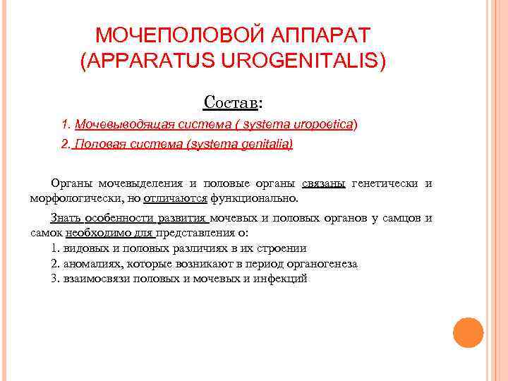 МОЧЕПОЛОВОЙ АППАРАТ (APPARATUS UROGENITALIS) Состав: 1. Мочевыводящая система ( systema uropoetica) 2. Половая система