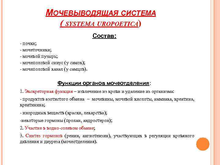 МОЧЕВЫВОДЯЩАЯ СИСТЕМА ( SYSTEMA UROPOETICA) Состав: - почки; - мочеточники; - мочевой пузырь; -