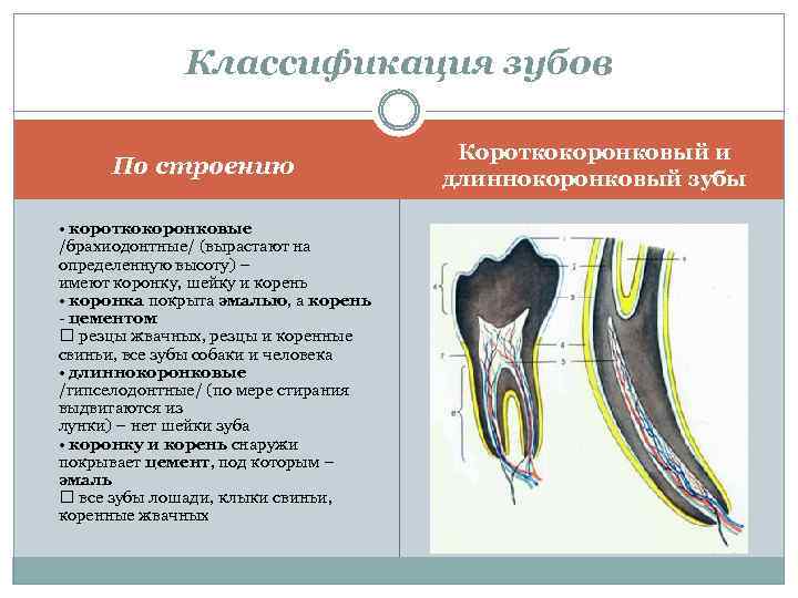Классификация зубов По строению • короткокоронковые /брахиодонтные/ (вырастают на определенную высоту) – имеют коронку,