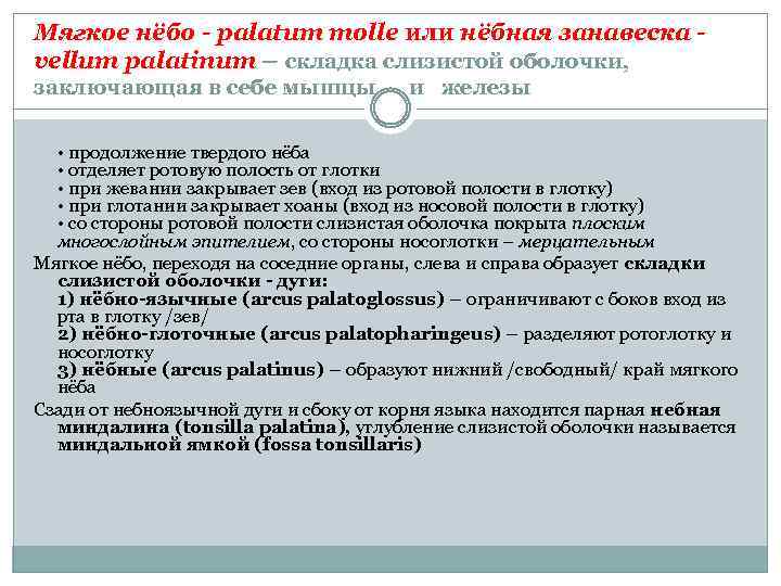 Мягкое нёбо - palatum molle или нёбная занавеска vellum palatinum – складка слизистой оболочки,