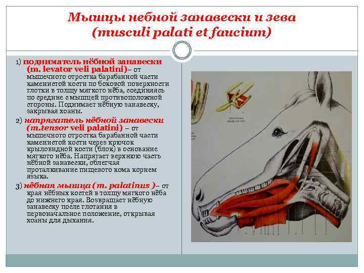 Мышцы небной занавески и зева (musculi palati et faucium) 1) подниматель нёбной занавески (m.