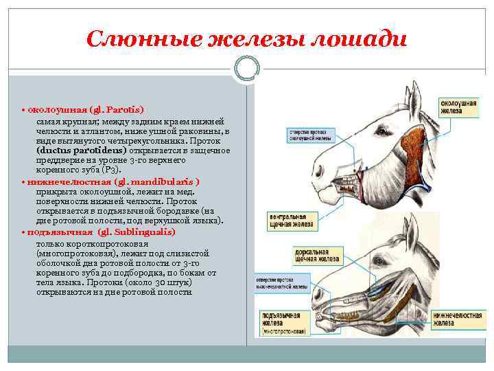 Слюнные железы лошади • околоушная (gl. Parotis) самая крупная; между задним краем нижней челюсти