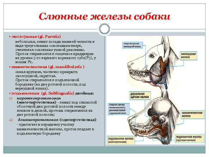 Железа каких животных. Нижнечелюстная слюнная железа собаки. Слюнные железы собаки анатомия. Подъязычная слюнная железа у собаки. Воспаление скуловой слюнной железы у собак.