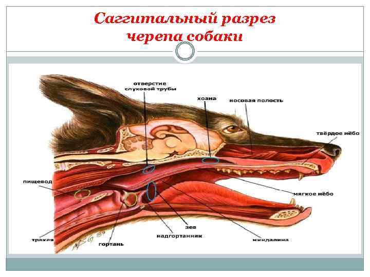 Саггитальный разрез черепа собаки 