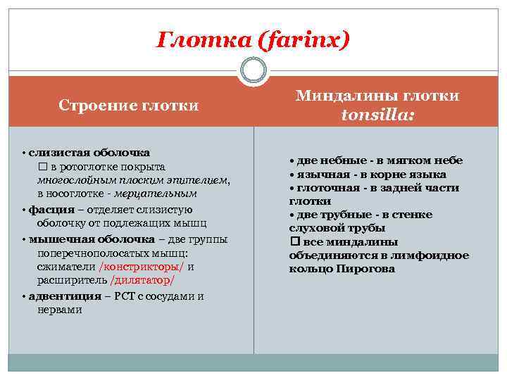 Глотка (farinx) Строение глотки • слизистая оболочка в ротоглотке покрыта многослойным плоским эпителием, в