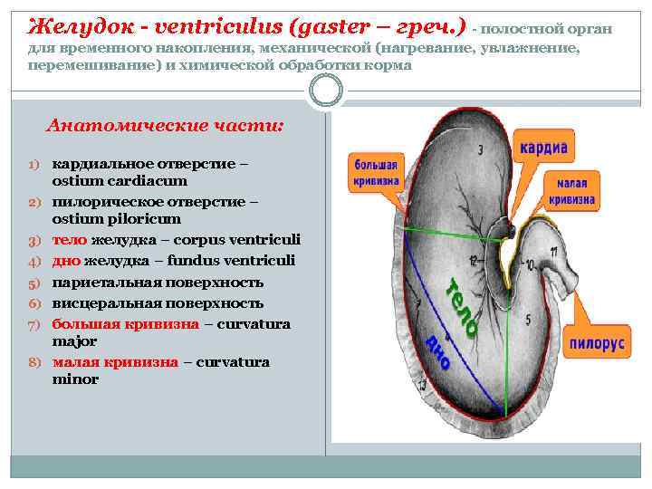 Желудок - ventriculus (gaster – греч. ) - полостной орган для временного накопления, механической