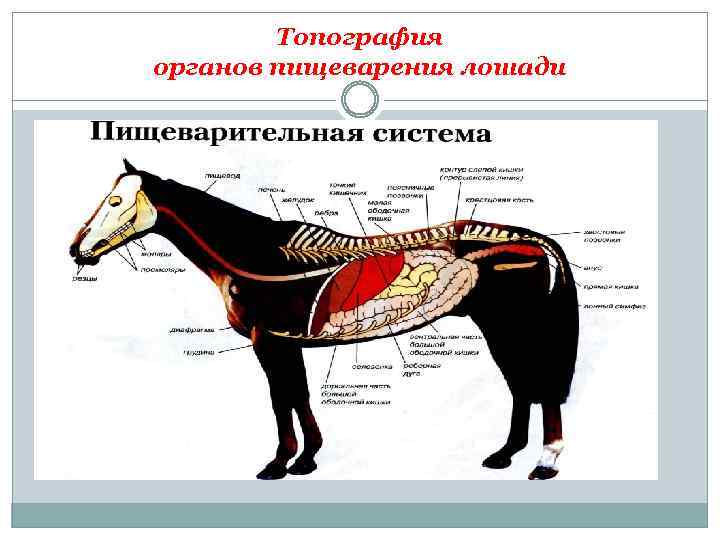 Топография органов пищеварения лошади 