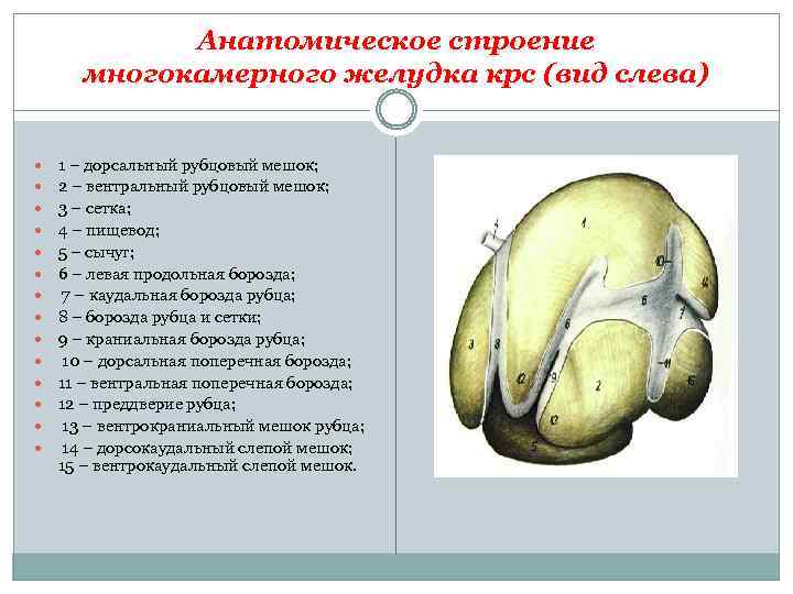 Анатомическое строение многокамерного желудка крс (вид слева) 1 – дорсальный рубцовый мешок; 2 –